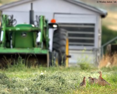 Wanda's Pheasants