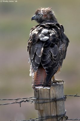 Redtail Hawk