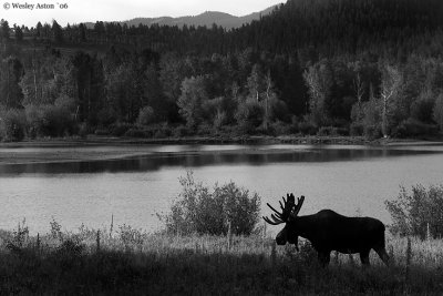 Moose at Oxbow Bend