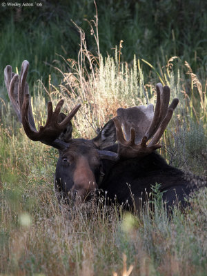 Moose at Oxbow Bend