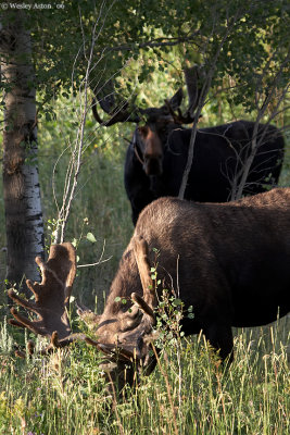 Moose at Oxbow Bend