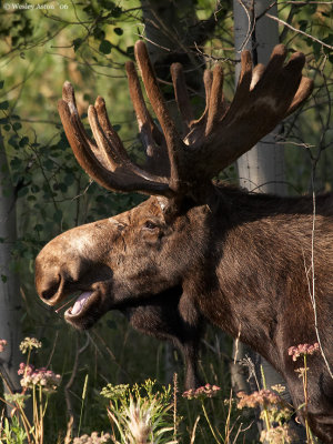 Moose at Oxbow Bend