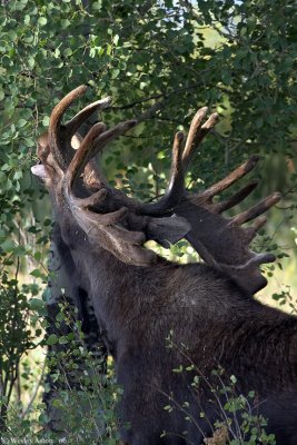 Moose at Oxbow Bend