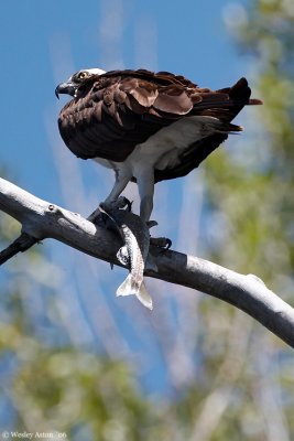 Osprey with lunch