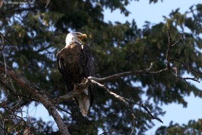 Bald Eagle