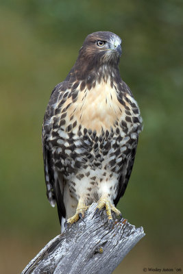 Juvenile Red Tail Hawk