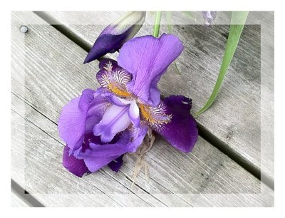 Purple Bloom on Wood