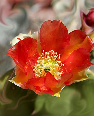 Cactus Flower