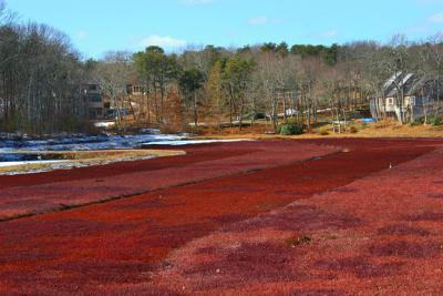 Cranberry Bogs In Winter