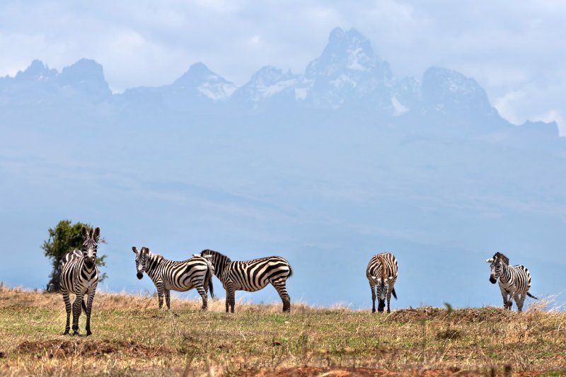 Zebra with Mount Kenya beyond
