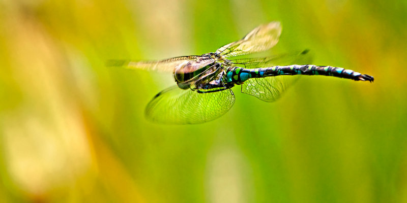 Dragonfly flies away