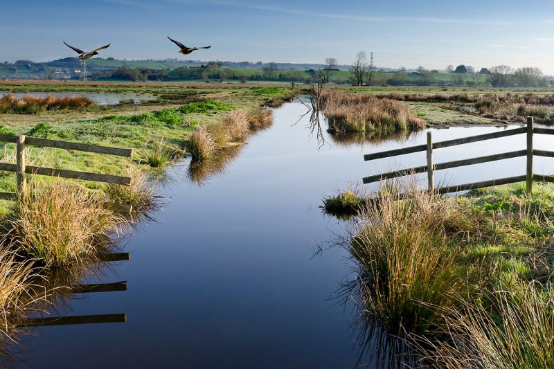 Ducks over Greylake