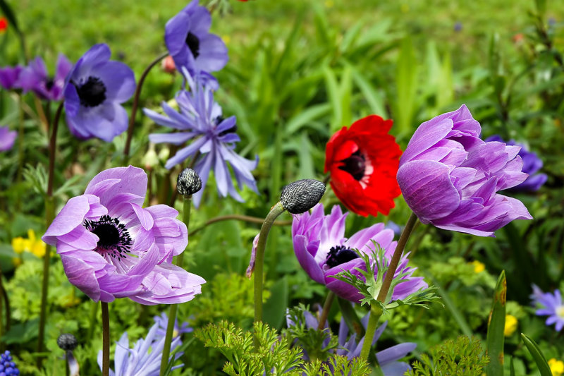 Anemones, Chalice Well garden (7523)