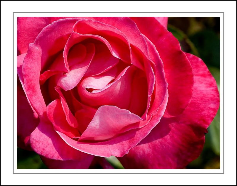 Deep pink rose