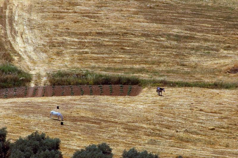 Horses and buckets, Ronda