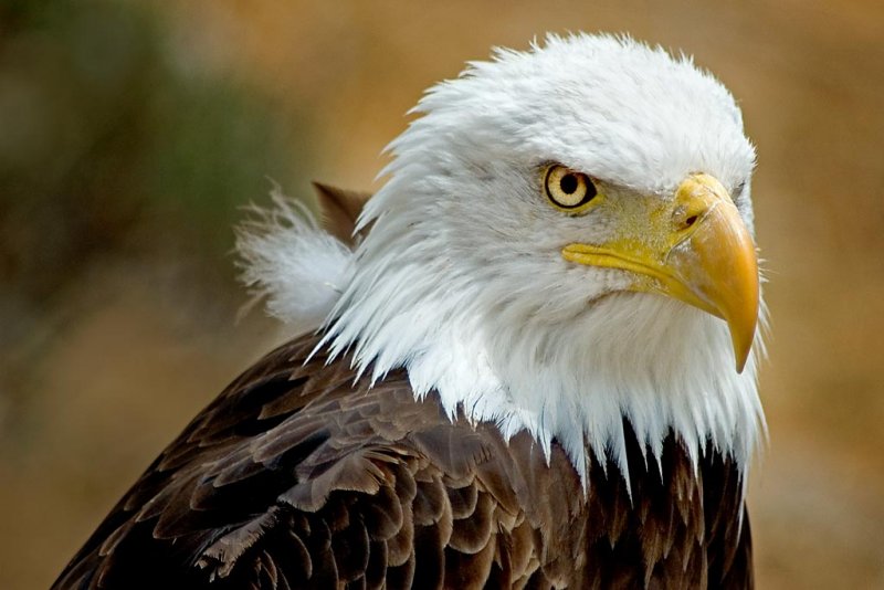 Bald eagles stare, Benalmadena