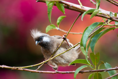 Speckled mousebird (Colius striatus)