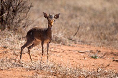 Dik-dik, Ol Jogi