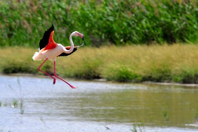 Flamingo landing, Laguna de Fuente de Piedra