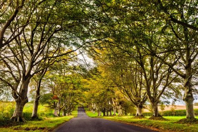 Beech tree-lined road, near Blandford, Dorset