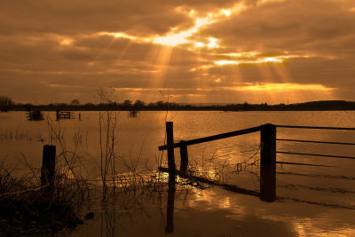 Floods of gold on the Levels, Somerset