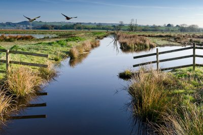 Ducks over Greylake