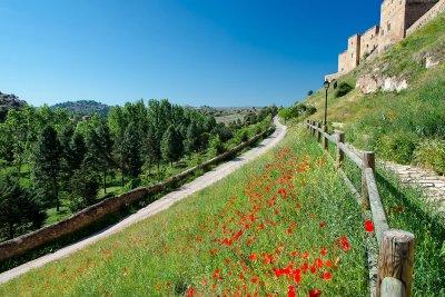 Path and poppies, Sigenza