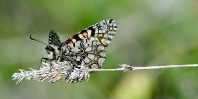 Multi-coloured butterfly