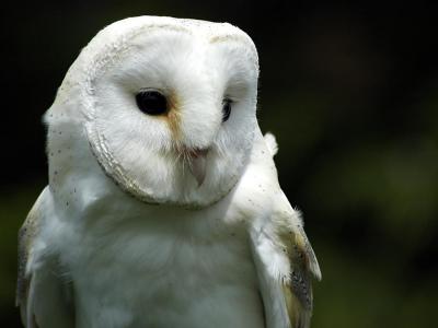 Barn owl, Bossington (5657)