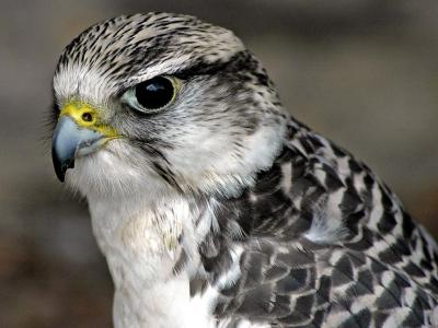 Peregrine falcon, Bossington (5919)