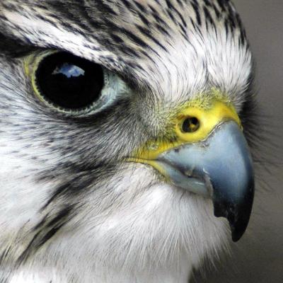 Falcon up close, Bossington