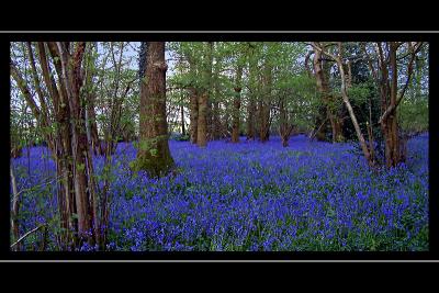 More bluebells, near Yeovil, Somerset