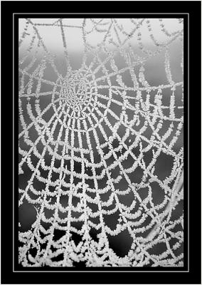 Frozen web, near Martock, Somerset