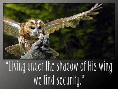 'Living under the shadow' slide from the Birds of prey series