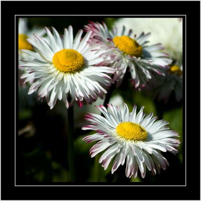 Daisies