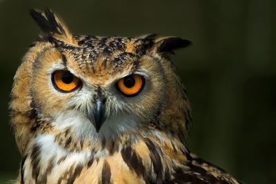 Indian Eagle Owl, Kingston Maurwood