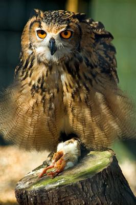 g4/38/291438/3/59608921.Femaleowl01.jpg
