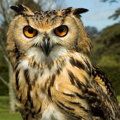 Indian Eagle Owl (2314)