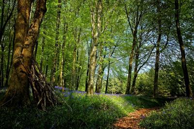 The bluebell walk, Hooke Park