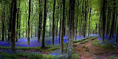 As far as the eye can see, Hooke Park