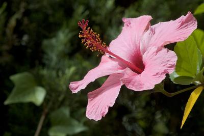 Pink on green with a yellow leaf!