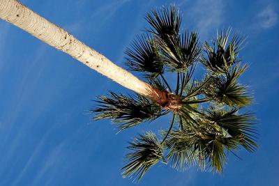 Palm tree at an angle!