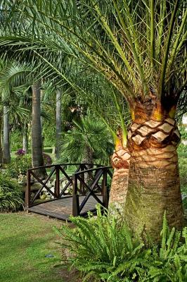 Palm trees and bridge, Don Carlos