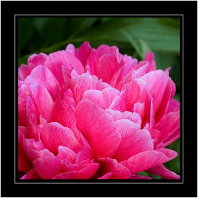 Deep pink peony, own garden, Martock