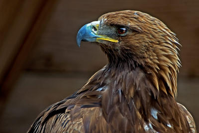 Golden eagle again, Benalmadena