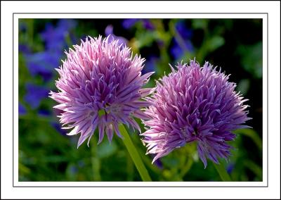 Mauve frillies