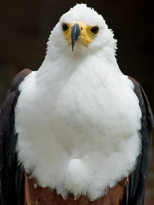 African fish eagle, Benalmadena
