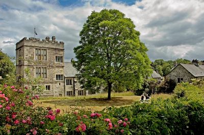 Rose bush and tree, Cotehele, Cornwall