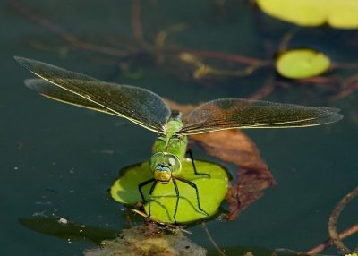 Dragonfly, Coat