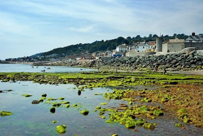 Rocks and weed, Lyme Regis